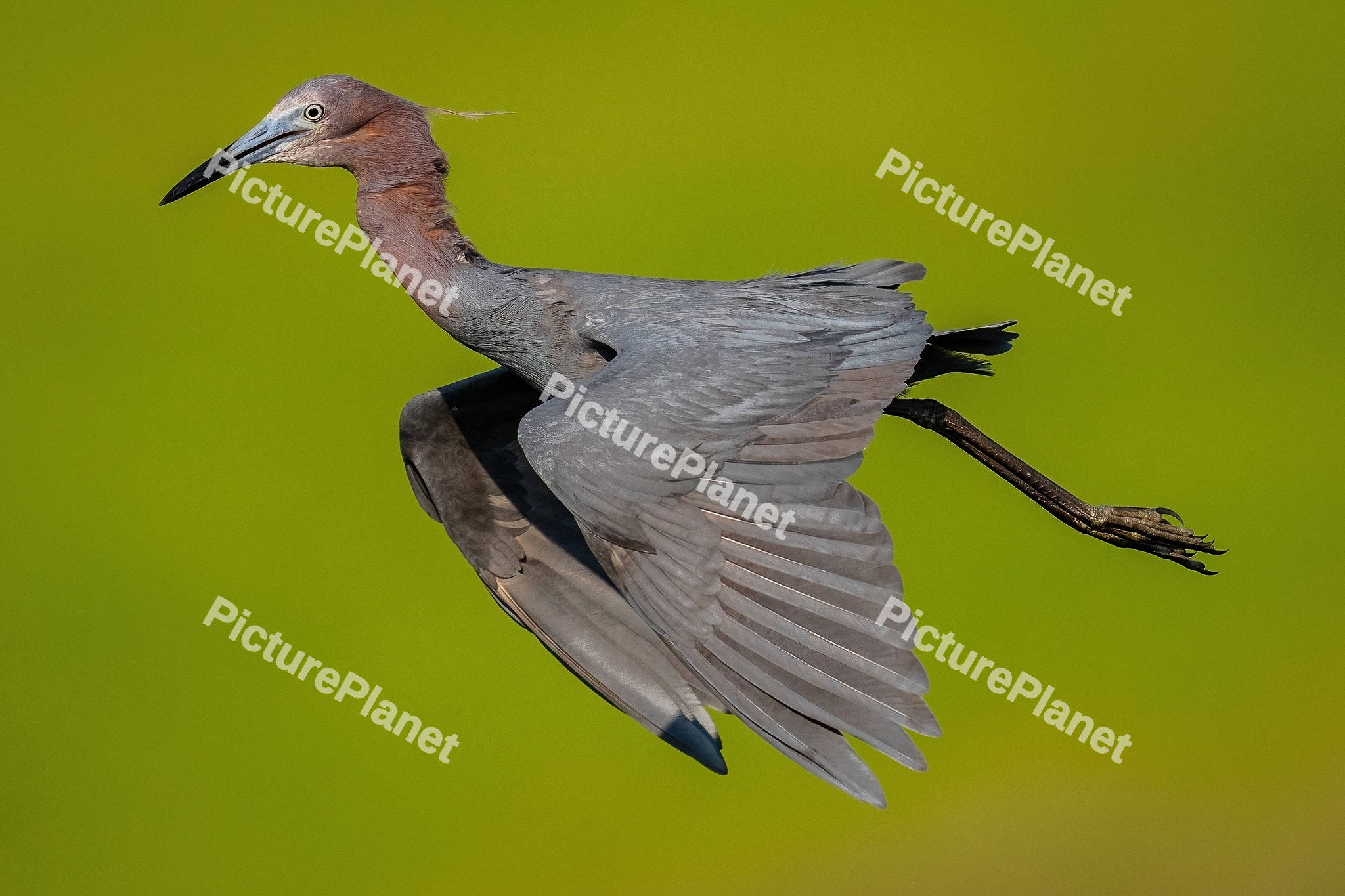 Reddish Egret Bird